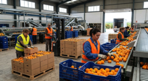 Trabajadores durante la campaña de cítricos en la Comunidad Valenciana